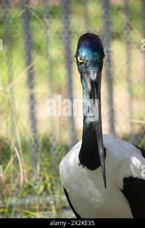 Der Jabiru oder Schwarzhalsstorch ist ein schwarz-weißer Wasservogel, der beeindruckende 1,3 m hoch ist und eine Flügelspannweite von etwa 2 m hat Stockfoto