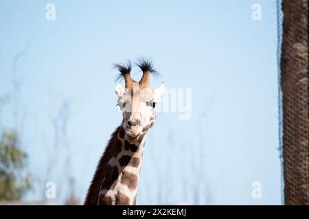 Die Giraffe ist die höchste aller Säugetiere. Die Giraffe hat einen kurzen Körper, einen getufteten Schwanz, eine kurze Mähne und kurze, hautbedeckte Hörner. Stockfoto