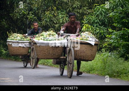 Rajshahi, Bangladesch. 23. April 2024, Chapainawabganj, Rajshahi, Bangladesch: Bauern transportieren Fahrräder mit Mangos, um sie auf einem Markt in Kansat, Chapainawabganj, Bangladesch, zu verkaufen. Die Verwendung von Fahrrädern reduziert die Transportkosten für Personen, die bis zu 400 Mangos auf jedem Fahrrad tragen können. Die Mangos werden in Fahrräder geladen und durch einen Wald zum größten Mangomarkt - Kansat - geschoben. Nachdem die Früchte von den Bäumen geerntet wurden, bringen die Mangobauern sie auf den Markt, indem sie zwei Körbe an beiden Seiten ihrer Fahrräder hängen. Quelle: ZUMA Press, Inc./Alamy Live News Stockfoto