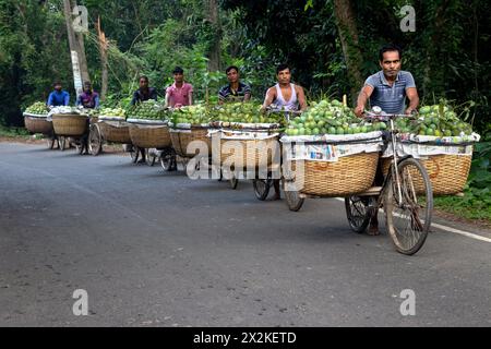 Rajshahi, Bangladesch. 23. April 2024, Chapainawabganj, Rajshahi, Bangladesch: Bauern transportieren Fahrräder mit Mangos, um sie auf einem Markt in Kansat, Chapainawabganj, Bangladesch, zu verkaufen. Die Verwendung von Fahrrädern reduziert die Transportkosten für Personen, die bis zu 400 Mangos auf jedem Fahrrad tragen können. Die Mangos werden in Fahrräder geladen und durch einen Wald zum größten Mangomarkt - Kansat - geschoben. Nachdem die Früchte von den Bäumen geerntet wurden, bringen die Mangobauern sie auf den Markt, indem sie zwei Körbe an beiden Seiten ihrer Fahrräder hängen. Quelle: ZUMA Press, Inc./Alamy Live News Stockfoto