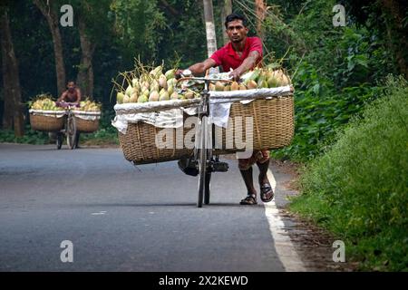 Rajshahi, Bangladesch. 23. April 2024, Chapainawabganj, Rajshahi, Bangladesch: Bauern transportieren Fahrräder mit Mangos, um sie auf einem Markt in Kansat, Chapainawabganj, Bangladesch, zu verkaufen. Die Verwendung von Fahrrädern reduziert die Transportkosten für Personen, die bis zu 400 Mangos auf jedem Fahrrad tragen können. Die Mangos werden in Fahrräder geladen und durch einen Wald zum größten Mangomarkt - Kansat - geschoben. Nachdem die Früchte von den Bäumen geerntet wurden, bringen die Mangobauern sie auf den Markt, indem sie zwei Körbe an beiden Seiten ihrer Fahrräder hängen. Quelle: ZUMA Press, Inc./Alamy Live News Stockfoto