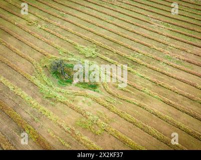 Luftaufnahme der Erntemuster um Bäume auf Ackerland am Joyces Creek in Central Victoria, Australien Stockfoto