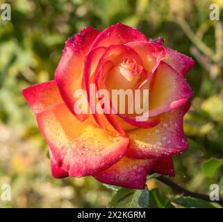 „Perfect Moment“-Hybridrose aus roter Mischung in Blüte. San Jose Municipal Rose Garden, San Jose, Kalifornien, USA. Stockfoto