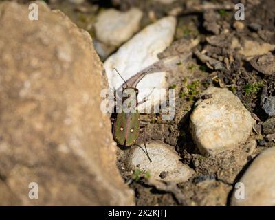 Ein grüner Tigerkäfer (Cicindela campestris) sitzt auf dem Boden Stockfoto