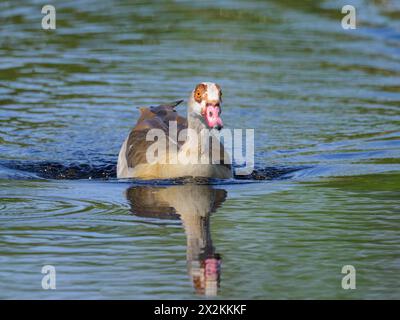 Eine ägyptische Gans schwimmt auf einem See, sonniger Tag im Frühling, Österreich Stockfoto