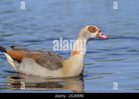 Eine ägyptische Gans schwimmt auf einem See, sonniger Tag im Frühling, Österreich Stockfoto