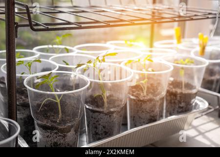 Junge Sprossen Tomaten, die das Wachstum von Tomatensämlingen in Plastikgläsern auf einer Fensterbank zeigen. Erleben Sie das Auftauchen zarter grüner Blätter als Stockfoto