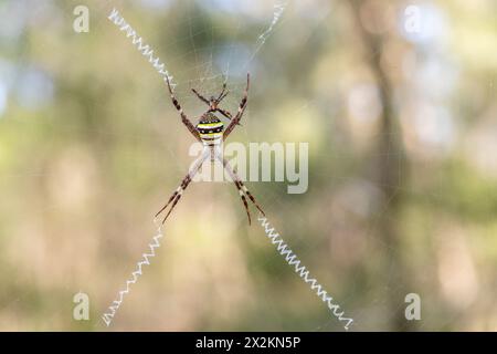 St. Andrews Kreuzspinne (Argiope keyserlingi), weiblich und ein winziger Mann Stockfoto