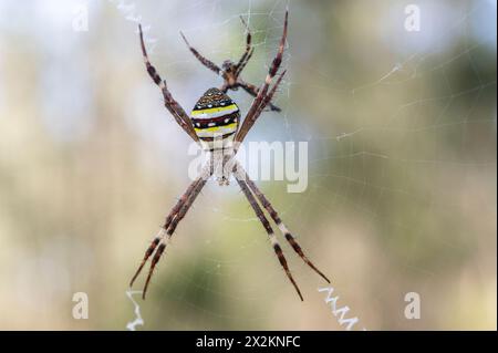 St. Andrews Kreuzspinne (Argiope keyserlingi), weiblich und ein winziger Mann Stockfoto