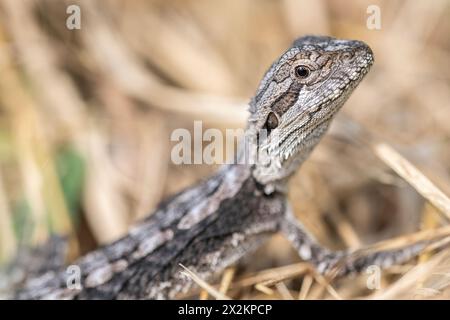 östlicher bärtiger Drache (Pogona barbata), auch bekannt als gemeiner bärtiger Drache oder einfach bärtige Echse, Porträt von Jugendlichen Stockfoto