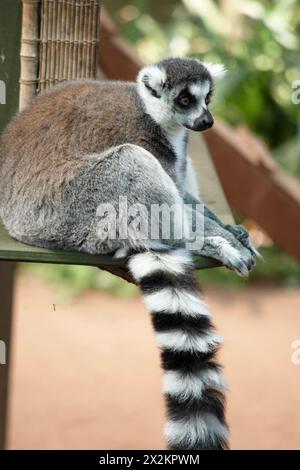 Die Lendenbeine sind grau mit grauen Gliedmaßen und dunkelgrauen Köpfen und Hälsen. Sie haben lange gestreifte Schwänze. Stockfoto