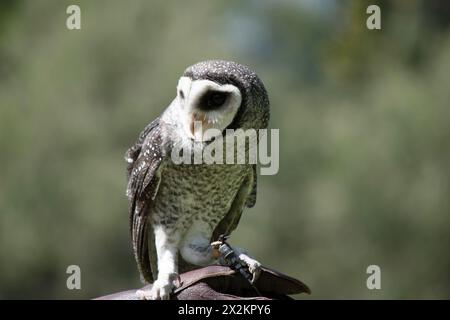 Die weniger rußige Eule hat eine dunkelrußgraue Farbe, mit großen Augen in einem grauen Gesicht, feinen weißen Flecken oben und unten und einem blassen Bauch. Stockfoto