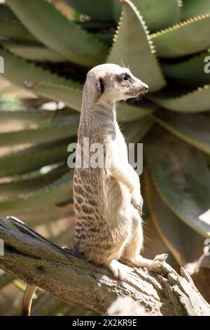 Erdmännchen sind kleine Säugetiere mit grauem und braunem Fell. Sie haben dunkle Flecken um ihre Augen, um ihre Augen vor der Sonne zu schützen Stockfoto