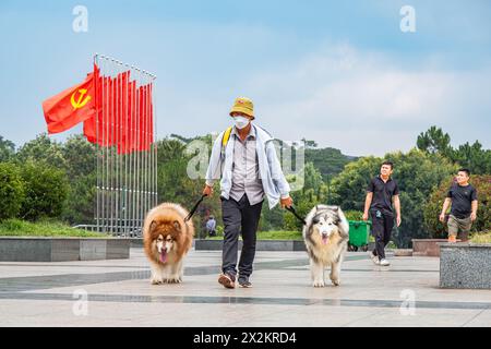 Ein asiatischer Mann läuft mit den Hunden auf der Straße in da Lat Vietnam. Alaska Malamutes. Spaziergang mit Alaska Malamute Hund - 17. April 2024. Reisefoto, stree Stockfoto