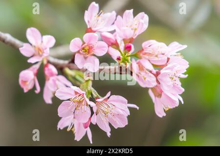 Rosa Kirschblüte. Sakura-Baumzweig. Nahaufnahme der Blüte auf einem blühenden Sandkirschbaum im Frühjahr. Wunderschöne Sakura-Blumen während des Frühlingsmeers Stockfoto