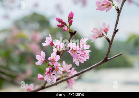 Rosa Kirschblüte. Sakura-Baumzweig. Nahaufnahme der Blüte auf einem blühenden Sandkirschbaum im Frühjahr. Wunderschöne Sakura-Blumen während des Frühlingsmeers Stockfoto