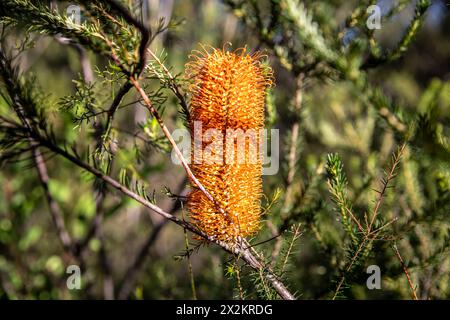 Australische banksia Ericifolia mit roter Orangenblüte neben dem America Bay Walking Track im Ku-Ring-Gai Nationalpark, Sydney, NSW, Australien Stockfoto