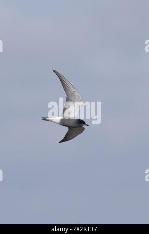 Black Tern (Chlidonias niger) fliegender Erwachsener im Sommergefieder Frampton Marsh RSPB Lincolnshire April 2024 Stockfoto