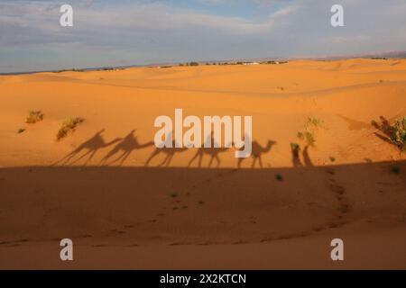 Kamelkarawane im Schatten der Sahara Stockfoto