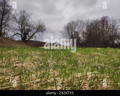 Frühlingslandschaft in Estland bricht junges grünes Gras durch trockenes Gras in der Natur. Der Himmel ist bewölkt. Hochwertige Fotos Stockfoto