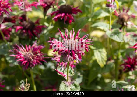Eine lebendige Gruppe von Bergamottenbalsamblüten in einem Sommergarten in wisconsin Stockfoto