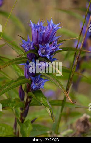 Gentiana asclepiadea, der Enzian der Weide, ist eine Art blühender Pflanze aus der Familie der Gentianaceae. Willow Gentian Gentiana asclepiadea ist ein Medium- Stockfoto