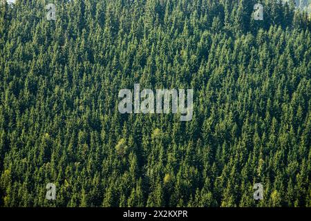 Blick auf die Gipfel der Nadelwälder in den Karpaten. Stockfoto