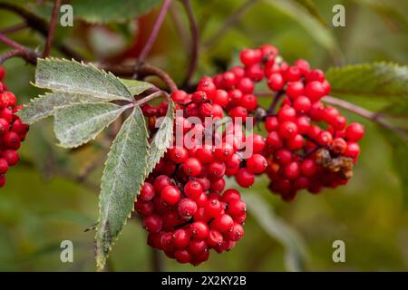 Charakteristischer und auffälliger kleiner Bergbaum mit roten Beeren. Sorbus aucuparia, gemeinhin Rowan und Bergreasche genannt. Stockfoto