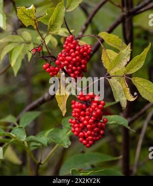 Charakteristischer und auffälliger kleiner Bergbaum mit roten Beeren. Sorbus aucuparia, gemeinhin Rowan und Bergreasche genannt. Stockfoto