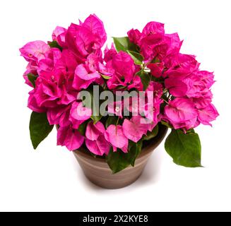 Bougainvillea-Pflanze in Vase isoliert auf weißem Hintergrund Stockfoto