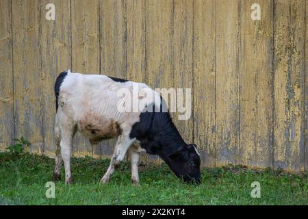 Weidekälber. Kuh auf der Weide. Schönes schwarz-weißes Kalb frisst Gras auf der Wiese. Stockfoto