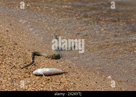 Wasserschlange Natrix tessellata am Strand. Stockfoto