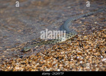 Wasserschlange Natrix tessellata am Strand. Stockfoto