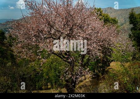 Kirschblüte oder Sakura in der Himalaya-Region Uttarakhand, Indien. Die blühenden Bäume gehören zu Prunus subgenus cerasus, was einen Hauch von Enc hinzufügt Stockfoto