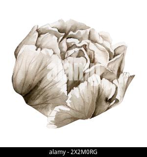 Handgezeichnete Aquarellgrisaille einfarbige Pfingstrose, Tulpe, Ranunkeln Blumen. Einzelnes Element isoliert auf weißem Hintergrund. Design für Einladungen Stockfoto