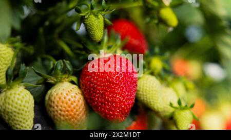 Wachtberg, Deutschland. April 2024. Reife und unreife Erdbeeren hängen zu Beginn der Erdbeersaison von einer Erdbeerpflanze auf einem Feld auf dem Obstbau Häger. Quelle: Rolf Vennenbernd/dpa/Alamy Live News Stockfoto