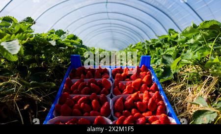 Wachtberg, Deutschland. April 2024. Erdbeeren liegen zu Beginn der Erdbeersaison auf einem Feld auf dem Obstbau Häger bereit. Quelle: Rolf Vennenbernd/dpa/Alamy Live News Stockfoto