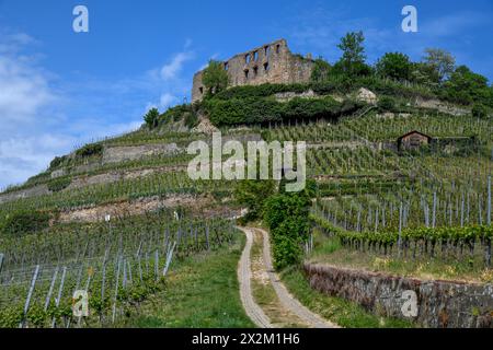 Geographie / Reise, Deutschland, Baden-Württemberg, Ruine der Burg Staufen, Staufen im Breisgau, ADDITIONAL-RIGHTS-CLEARANCE-INFO-NOT-AVAILABLE Stockfoto