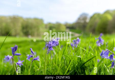 Ein Frühjahrskonzept mit Nahaufnahme eines grünen Grasfeldes mit Blüten und der Landschaft im Hintergrund. Stockfoto