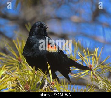 Rote geflügelte Amsel, die an einem sonnigen Tag auf einer Kiefer sitzt Stockfoto