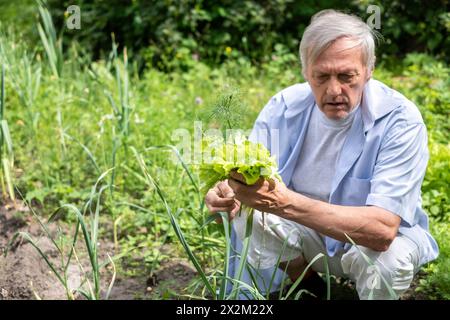 Stolzer Seniorin in einem blauen Hemd mit einheimischem Gemüse und dem Konzept vom Bauernhof zum Tisch. Hochwertige Fotos Stockfoto