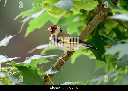 Zoologie, Vögel (Aves), Europäischer Goldfink oder Goldfink (Carduelis Carduelis) auf einem Zweig sitzend, ADDITIONAL-RIGHTS-CLEARANCE-INFO-NOT-AVAILABLE Stockfoto