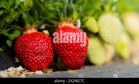 Wachtberg, Deutschland. April 2024. Reife und unreife Erdbeeren hängen zu Beginn der Erdbeersaison von einer Erdbeerpflanze auf einem Feld auf dem Obstbau Häger. Quelle: Rolf Vennenbernd/dpa/Alamy Live News Stockfoto