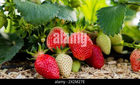 Wachtberg, Deutschland. April 2024. Reife und unreife Erdbeeren hängen zu Beginn der Erdbeersaison von einer Erdbeerpflanze auf einem Feld auf dem Obstbau Häger. Quelle: Rolf Vennenbernd/dpa/Alamy Live News Stockfoto