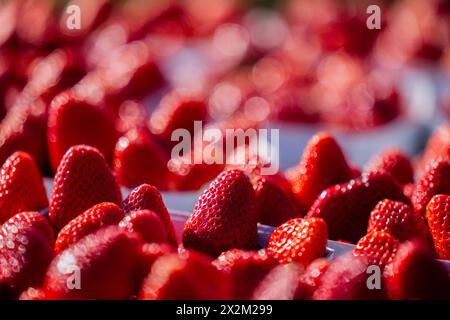 Wachtberg, Deutschland. April 2024. Erdbeeren liegen zu Beginn der Erdbeersaison auf einem Feld auf dem Obstbau Häger bereit. Quelle: Rolf Vennenbernd/dpa/Alamy Live News Stockfoto