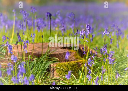 Frühling Großbritannien und Glockenblumen wachsen um einen Baumstamm im Wald außerhalb von Henley. UK Stockfoto