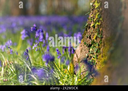 Im Frühjahr Großbritannien wächst Efeu auf einem Baumstamm und blauglockenschauplatz mit einer Blauglockenpflanze in der Nähe, im Wald außerhalb von Henley Stockfoto