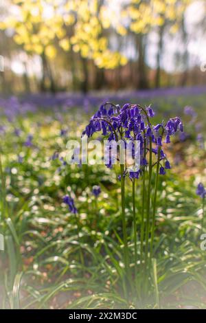 Frühling Großbritannien und Nahaufnahme Blauglocken, im Wald außerhalb von Henley Stockfoto