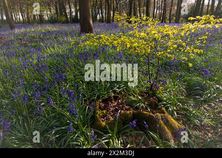 Spring UK und Blauglocken, im Wald außerhalb von Henley Stockfoto