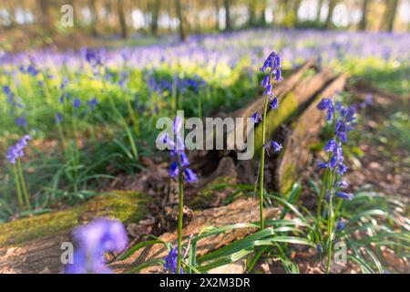 Frühling Großbritannien und ein gefallener Baumstamm mit Blauglocken, im Wald außerhalb von Henley. Stockfoto